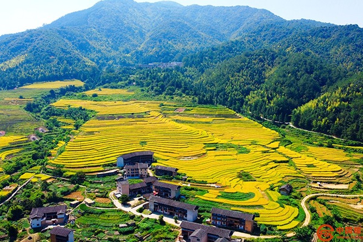 闽西梯田染秋色